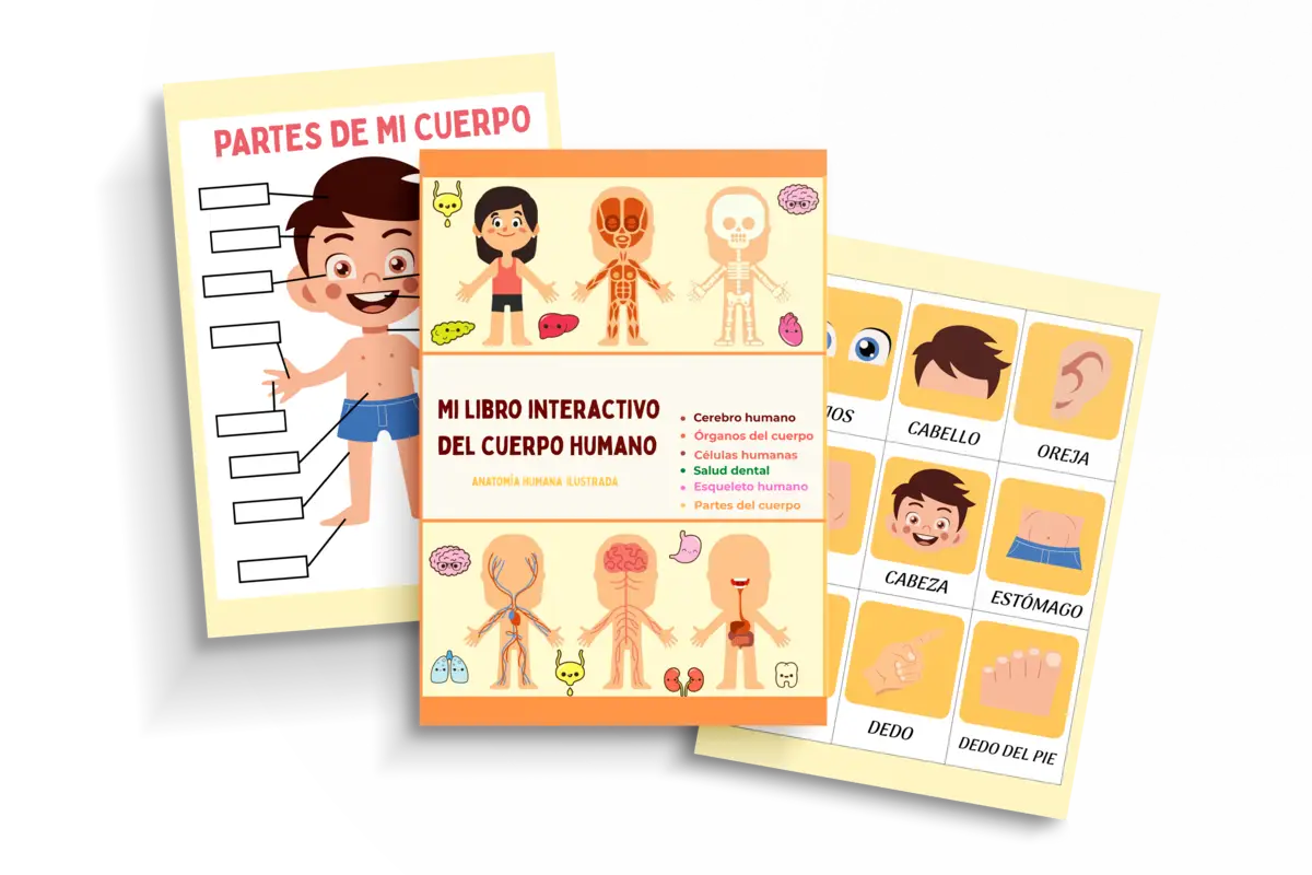 Libro interactivo del cuerpo humano con partes del cuerpo y órganos
